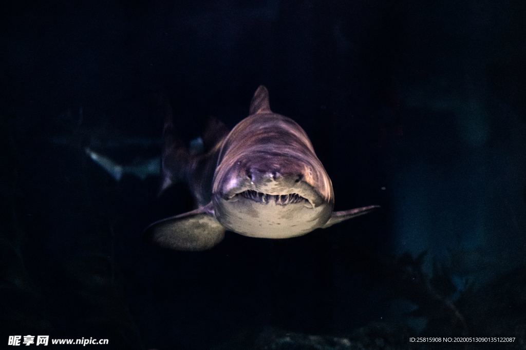 鲨鱼图片