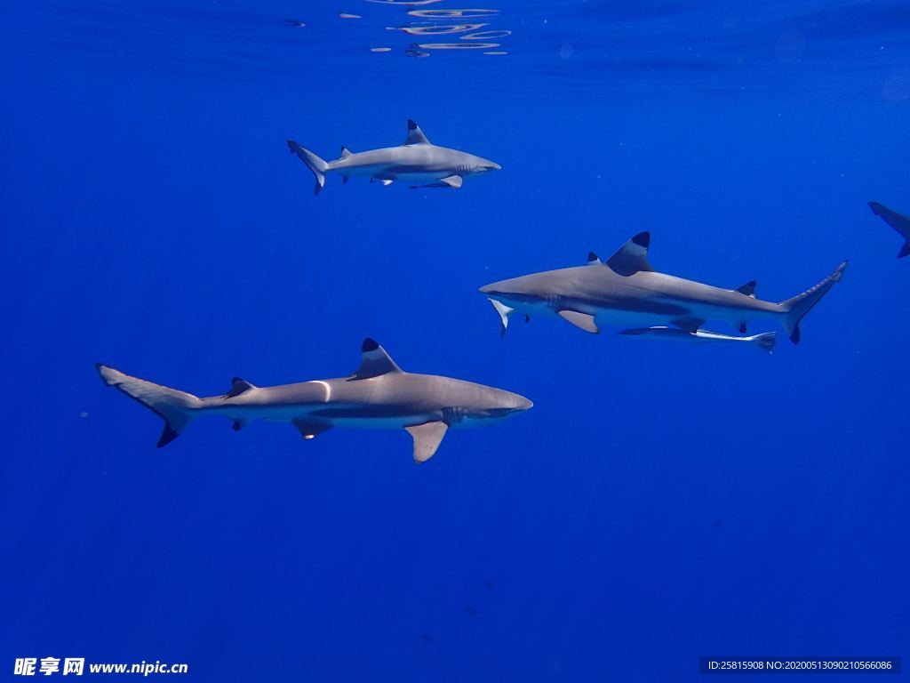 鲨鱼图片