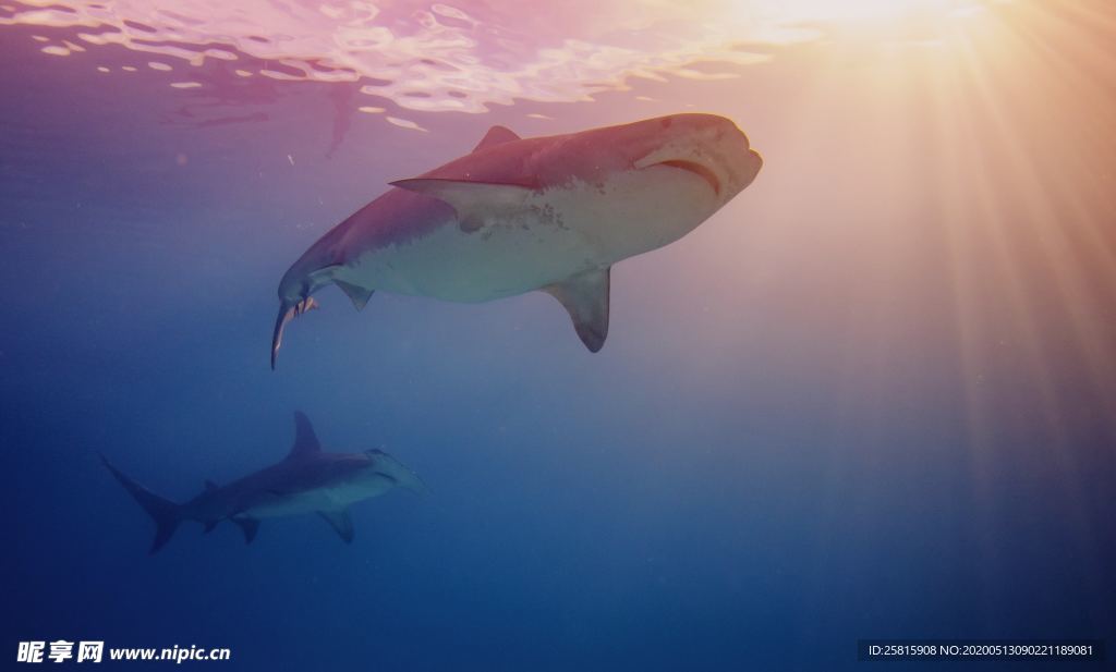 鲨鱼图片