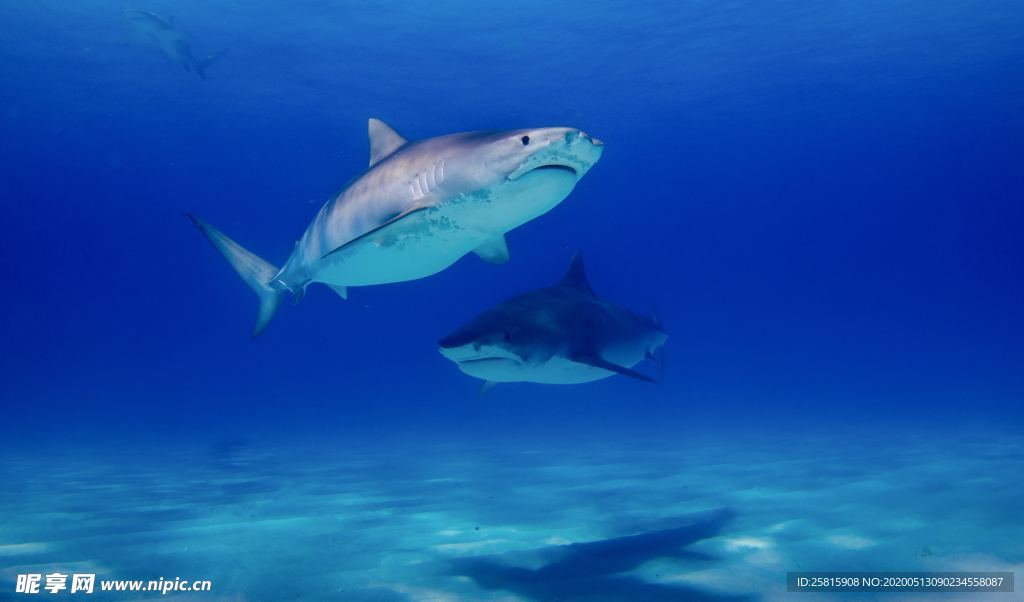 鲨鱼图片
