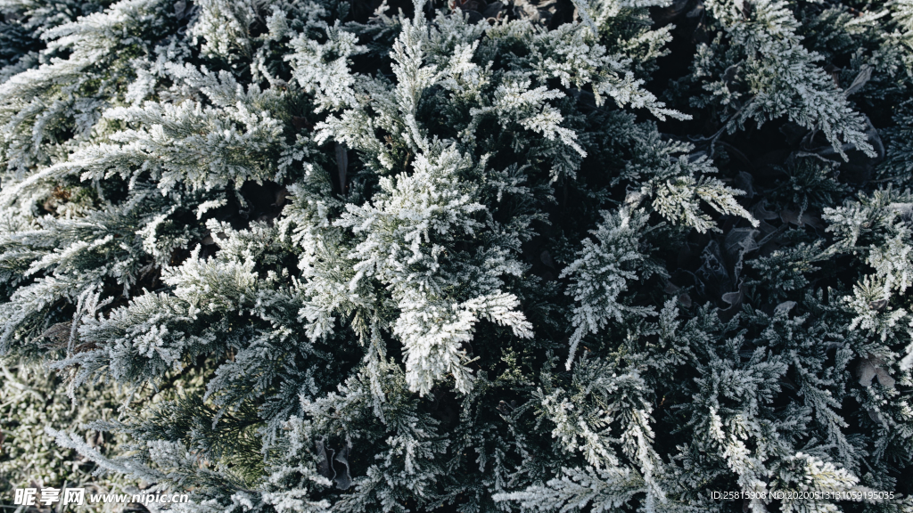 雪后树木森林图片
