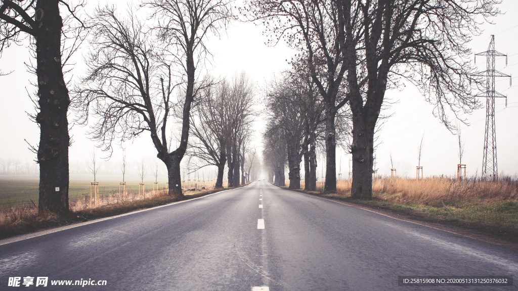 雪后树木森林图片