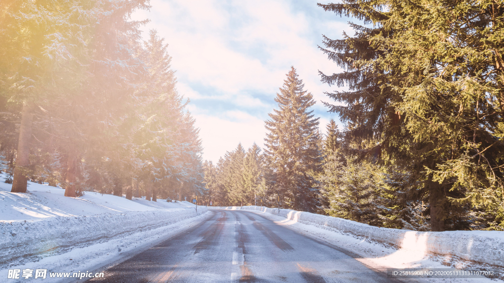 雪后树木森林图片