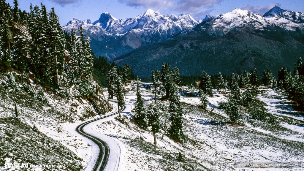 雪后树木森林图片