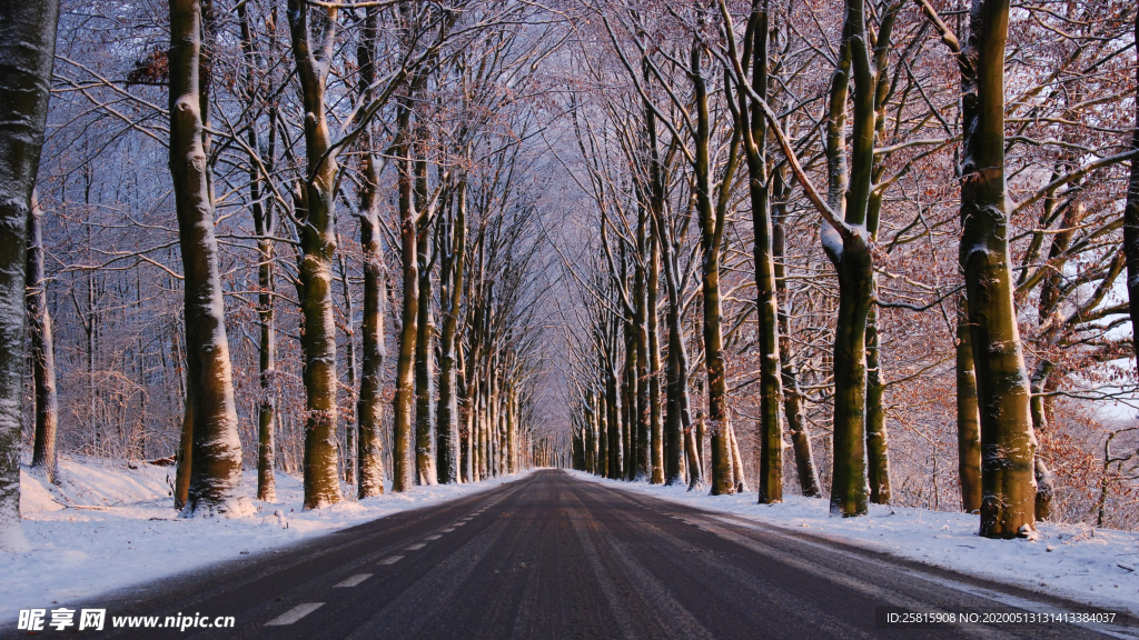 雪后树木森林图片