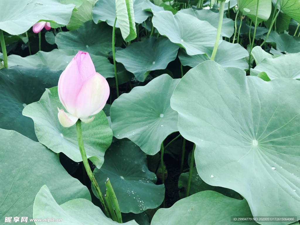 一支荷花 池塘实拍