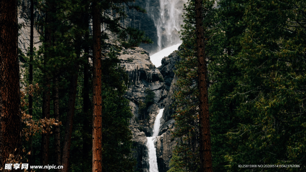 红杉红木林图片