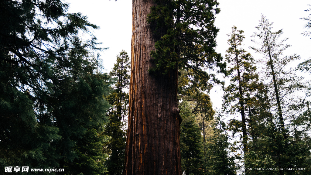 红杉红木林图片