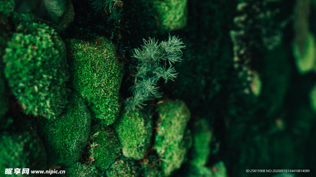 苔藓青苔图片