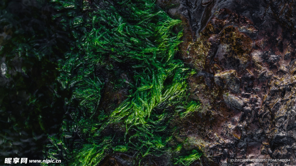 苔藓青苔图片