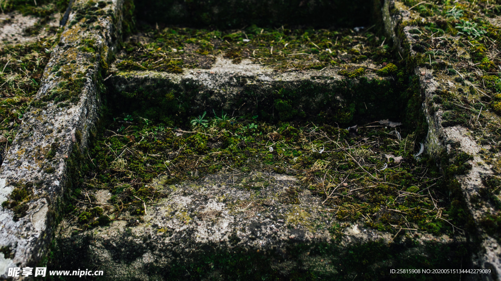 苔藓青苔图片