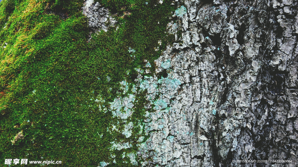 苔藓青苔图片