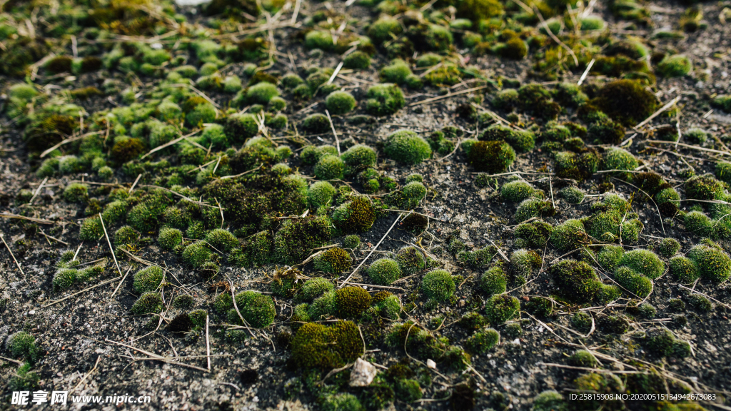 苔藓青苔图片