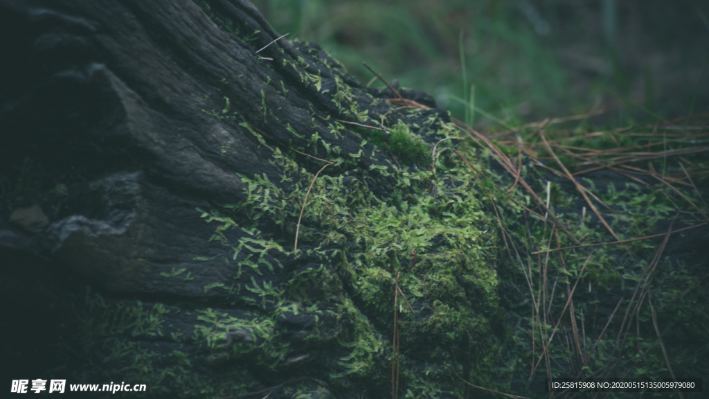 苔藓青苔图片