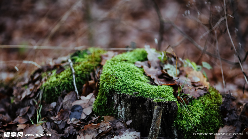 苔藓青苔图片