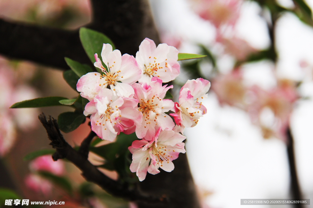 樱花桃花唯美图片