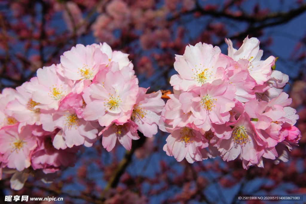樱花桃花唯美图片