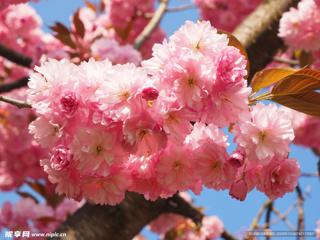 樱花桃花唯美图片