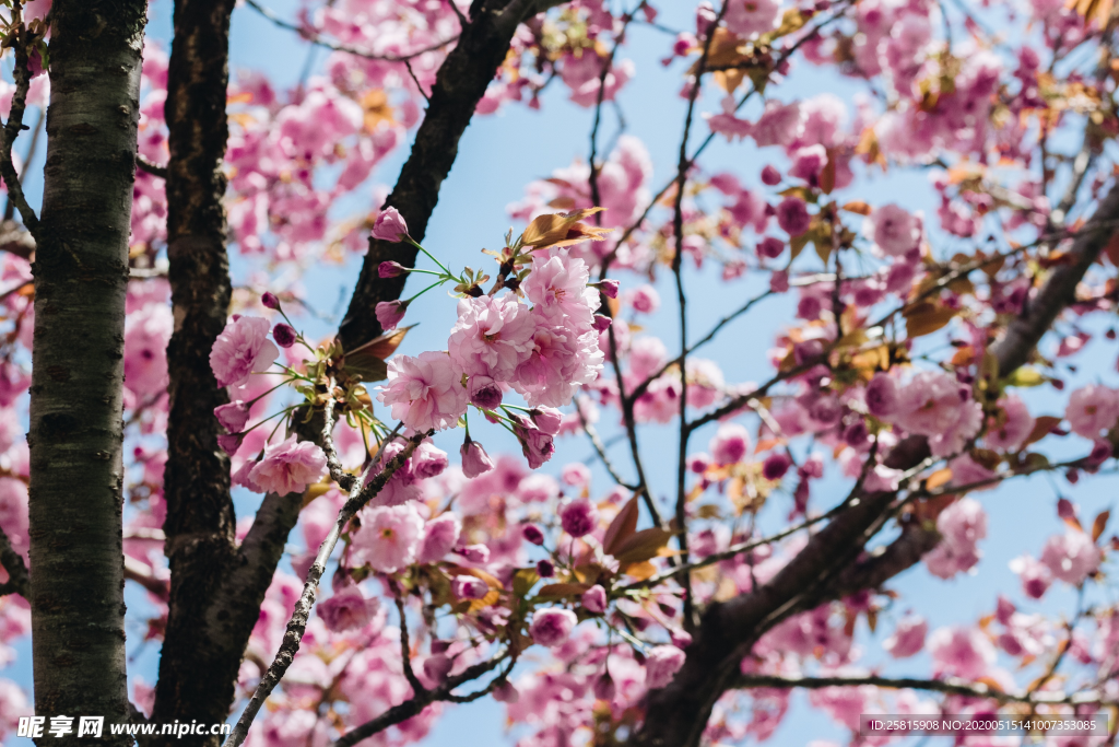 樱花桃花唯美图片