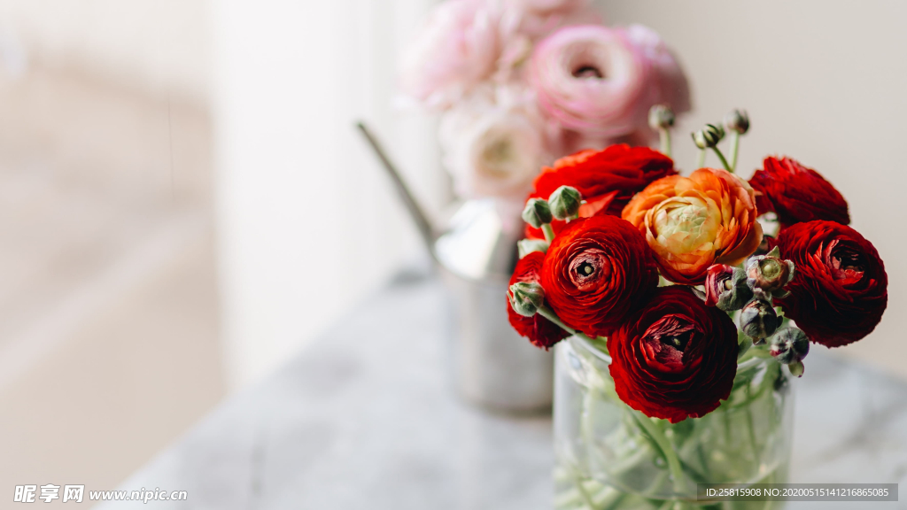 花毛茛盛开图片