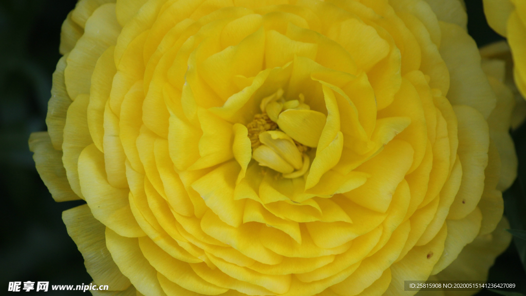 花毛茛盛开图片