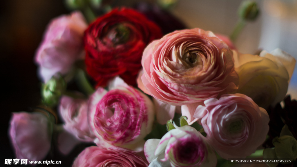 花毛茛盛开图片