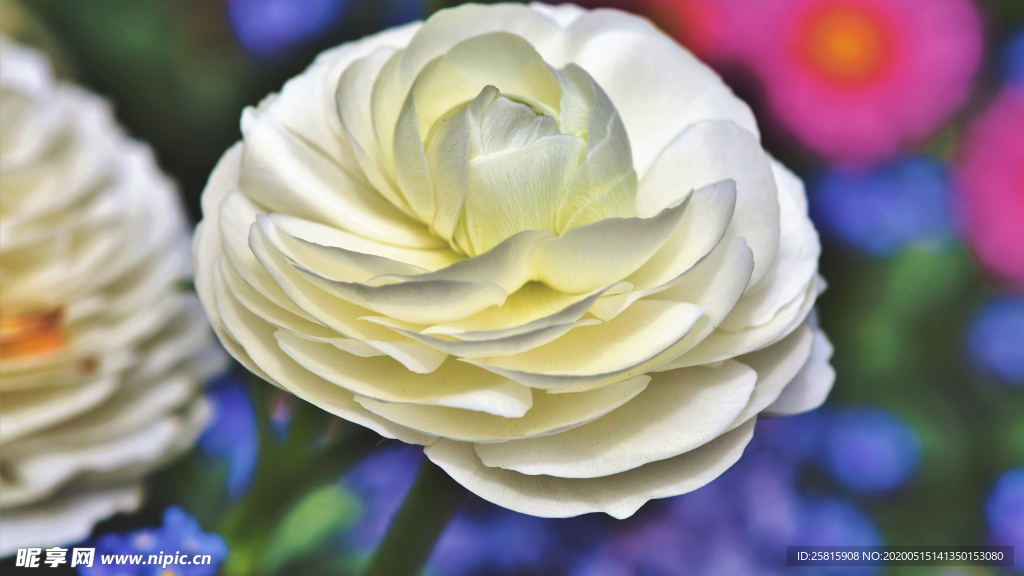 花毛茛盛开图片