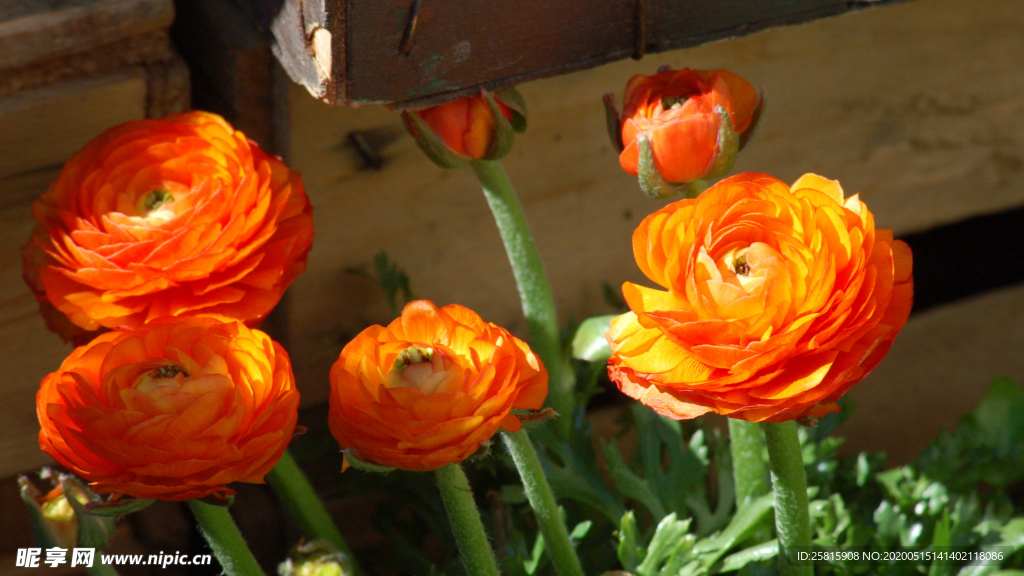 花毛茛盛开图片