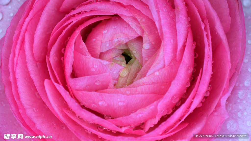 花毛茛盛开图片