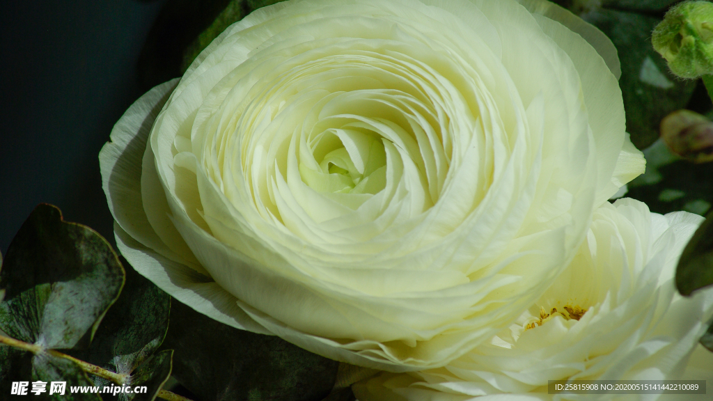 花毛茛盛开图片