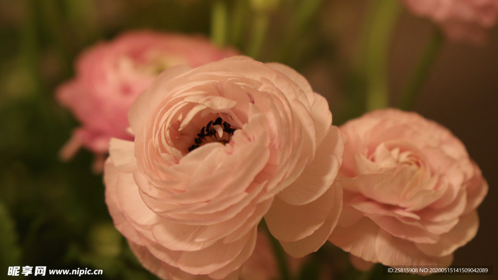 花毛茛盛开图片