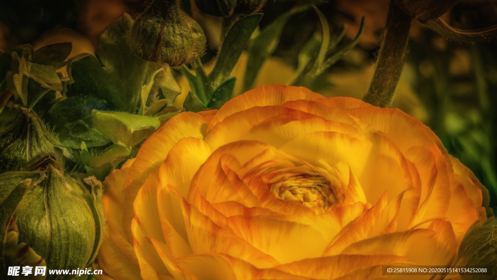 花毛茛盛开图片