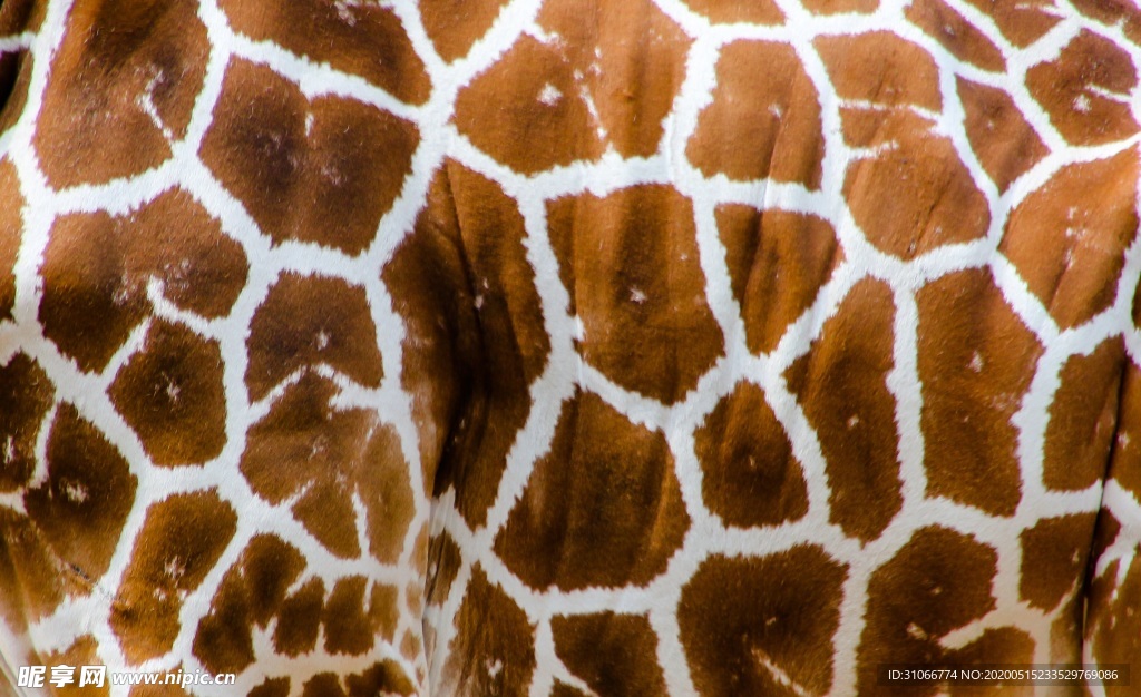 长颈鹿底纹背景