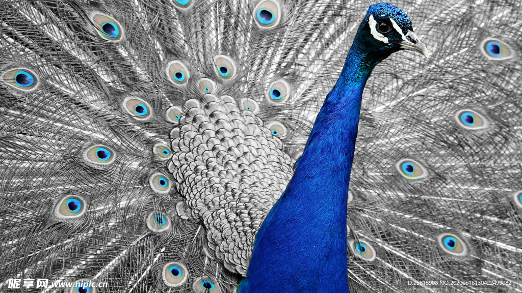 孔雀空山鸟语图片