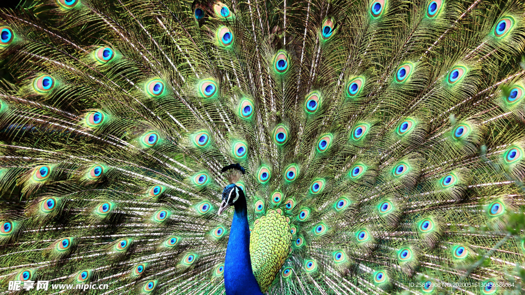 孔雀空山鸟语图片