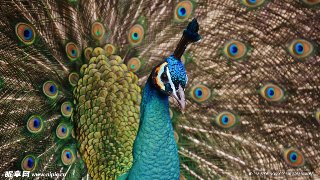 孔雀空山鸟语图片