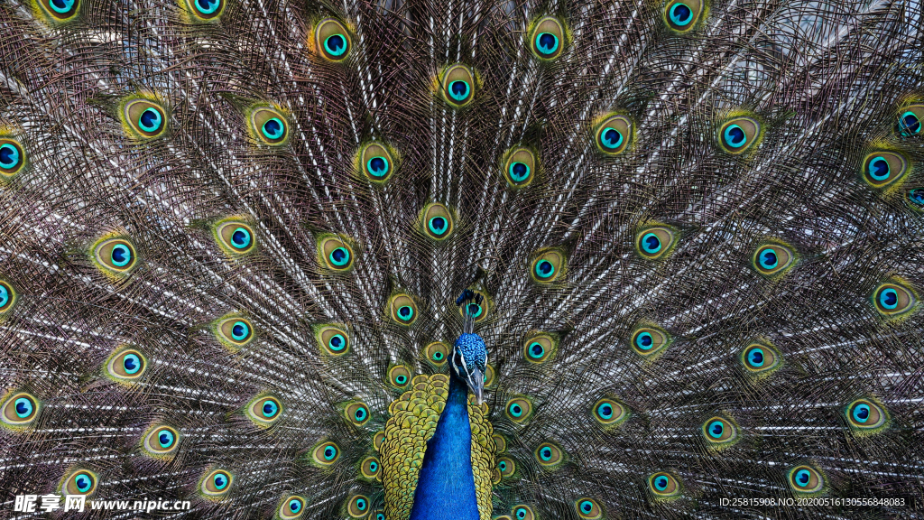 孔雀空山鸟语图片