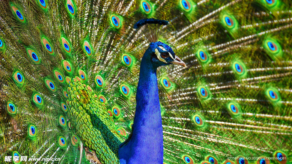 孔雀空山鸟语图片