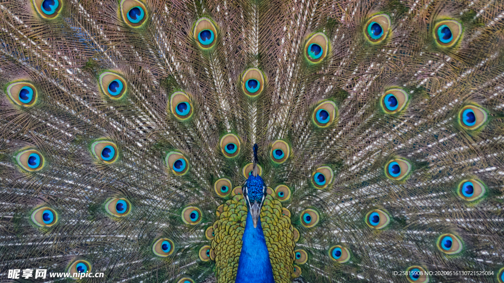 孔雀空山鸟语图片