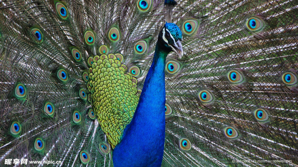 孔雀空山鸟语图片