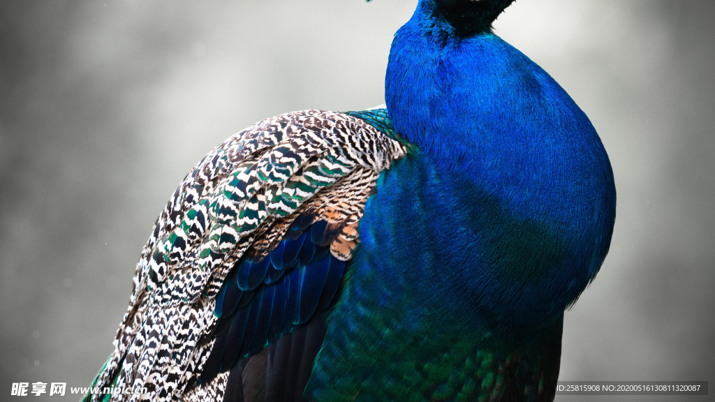 孔雀空山鸟语图片