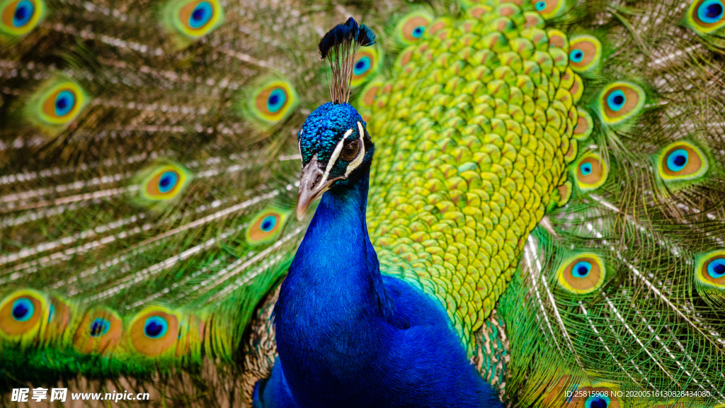 孔雀空山鸟语图片