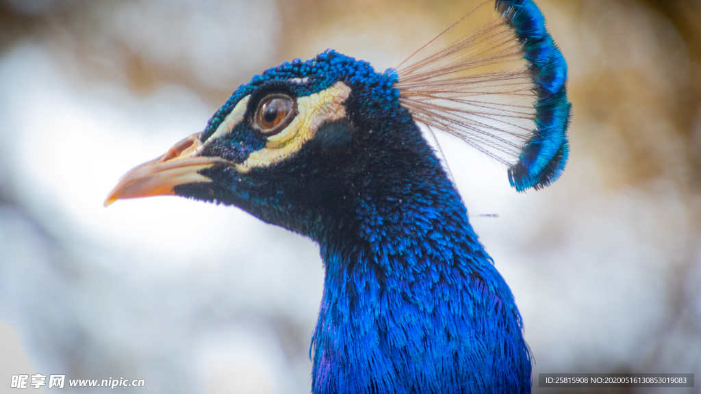 孔雀空山鸟语图片