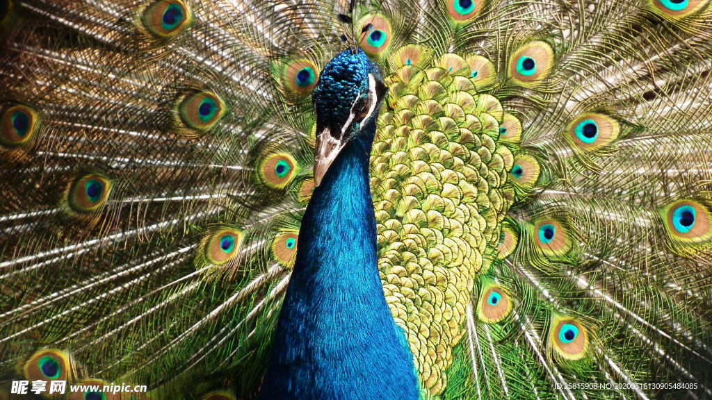 孔雀空山鸟语图片