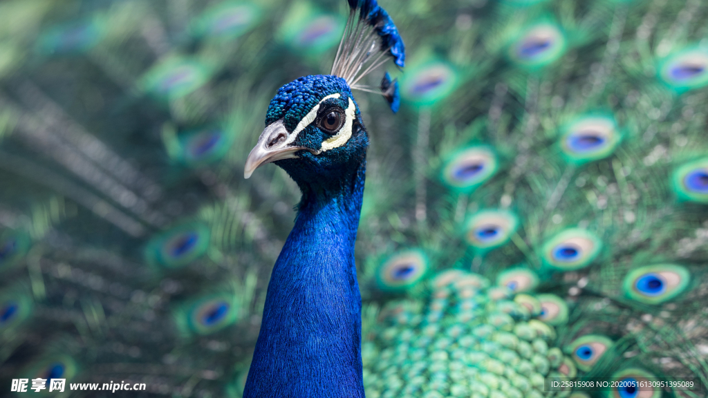 孔雀空山鸟语图片