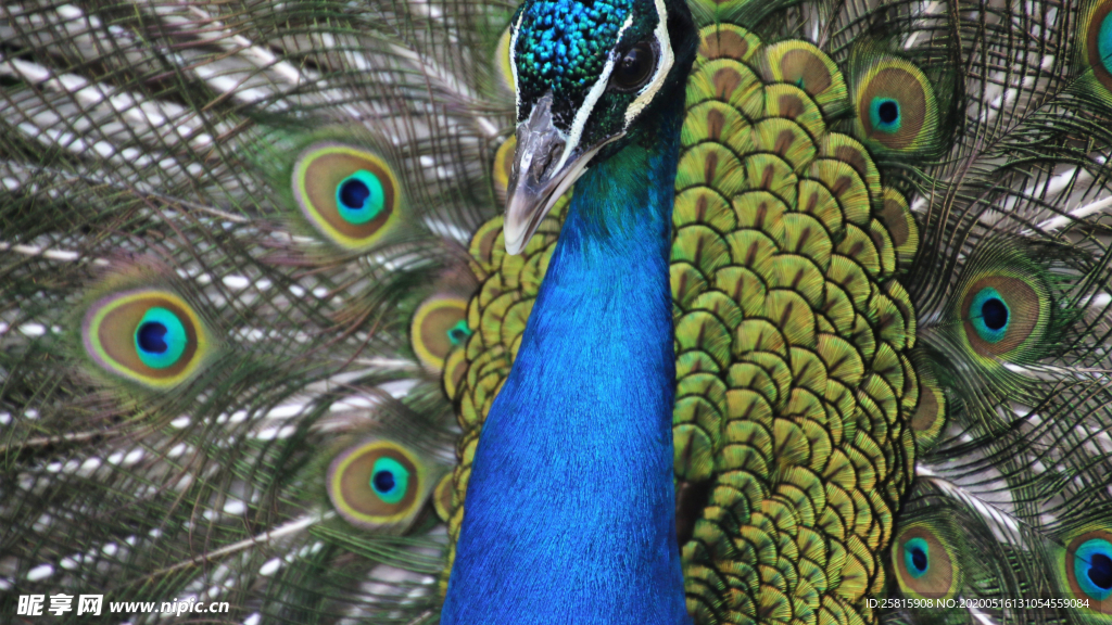 孔雀空山鸟语图片