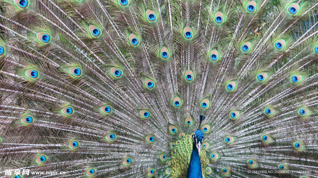 孔雀空山鸟语图片