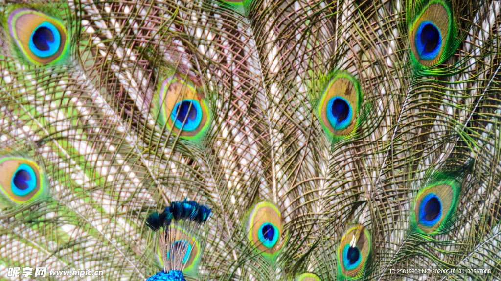 孔雀空山鸟语图片