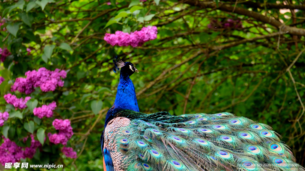 孔雀空山鸟语图片