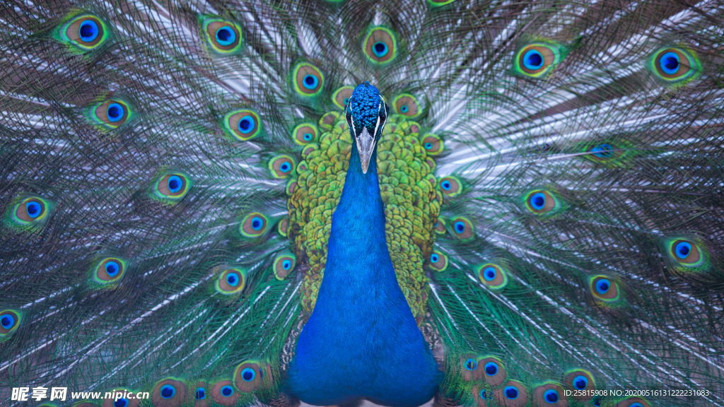 孔雀空山鸟语图片